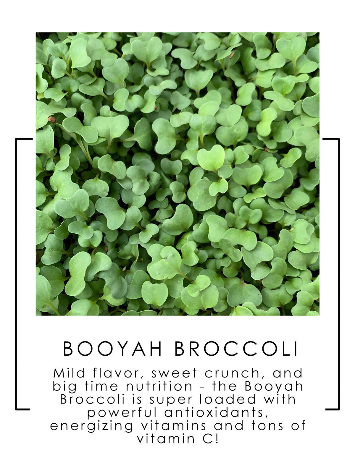 Booyah Broccoli 2015