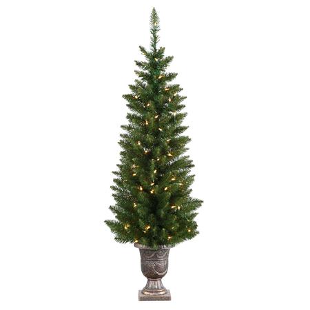 Normandy Pine Pencil Potted - 4.5' - Clear